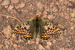 Boloria alaskensis halli