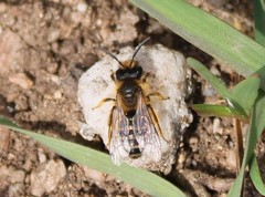 Colletes cunicularius