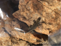Uta stansburiana stansburiana