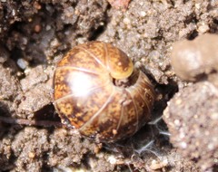Glomeris klugii