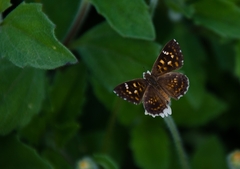 Aricoris epulus