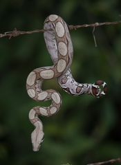 Boa constrictor constrictor