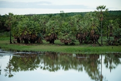 Copernicia prunifera