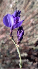 Polygala microphylla