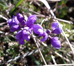 Polygala microphylla