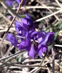 Polygala microphylla