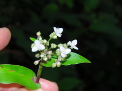 Tripogandra serrulata