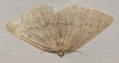Charissa obscurata