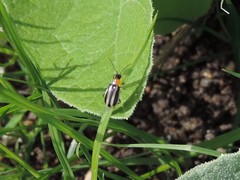 Acalymma trivittatum