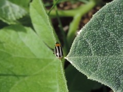 Acalymma trivittatum