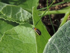 Acalymma trivittatum