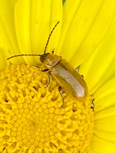Daffodil Leaf-beetle, Travessa do Alcaide de Alfange, Santarém, Santarém, PT, photo 7 of 10