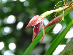 Maxillaria meleagris