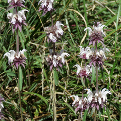 Monarda citriodora austromontana