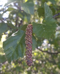 Betula celtiberica