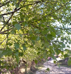 Betula celtiberica