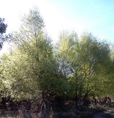 Betula celtiberica