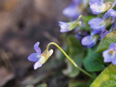 Viola collina