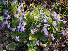Viola collina