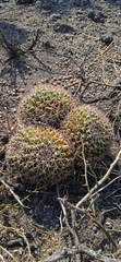 Mammillaria karwinskiana karwinskiana
