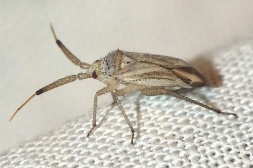 Oncotylus setulosus