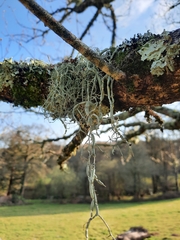 Usnea articulata