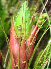 Tillandsia punctulata