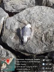 Larus michahellis