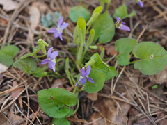 Viola collina