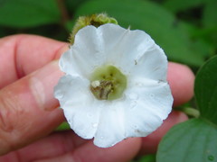 Odonellia hirtiflora