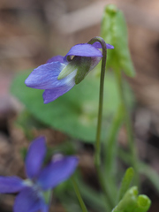 Viola collina
