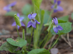 Viola collina