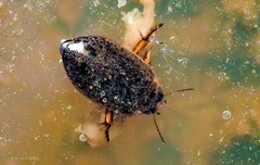 Rhantus binotatus