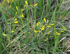 Cytisus pseudoprocumbens