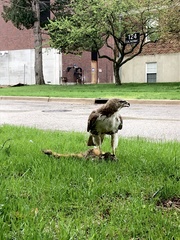 Buteo jamaicensis