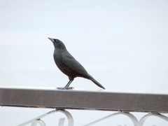 Ptiloxena atroviolacea