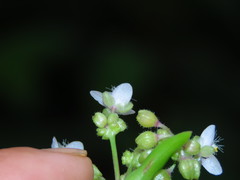 Tripogandra serrulata