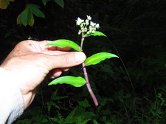 Tripogandra serrulata