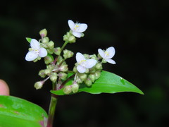 Tripogandra serrulata