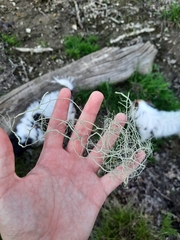 Usnea articulata