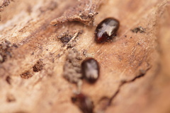 Scaphidema metallicum