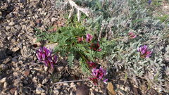 Astragalus suprapilosus