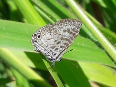 Leptotes cassius