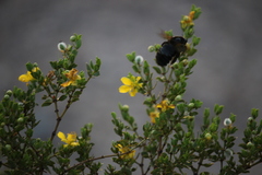Xylocopa sonorina