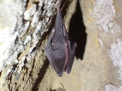 Rhinolophus hipposideros