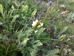 Astragalus reduncus