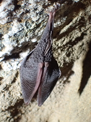 Rhinolophus hipposideros
