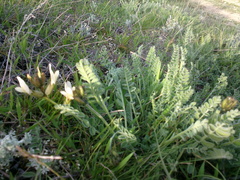 Astragalus reduncus