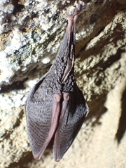 Rhinolophus hipposideros