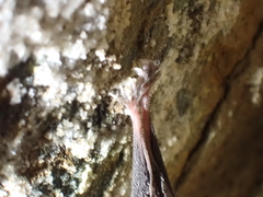 Rhinolophus hipposideros
